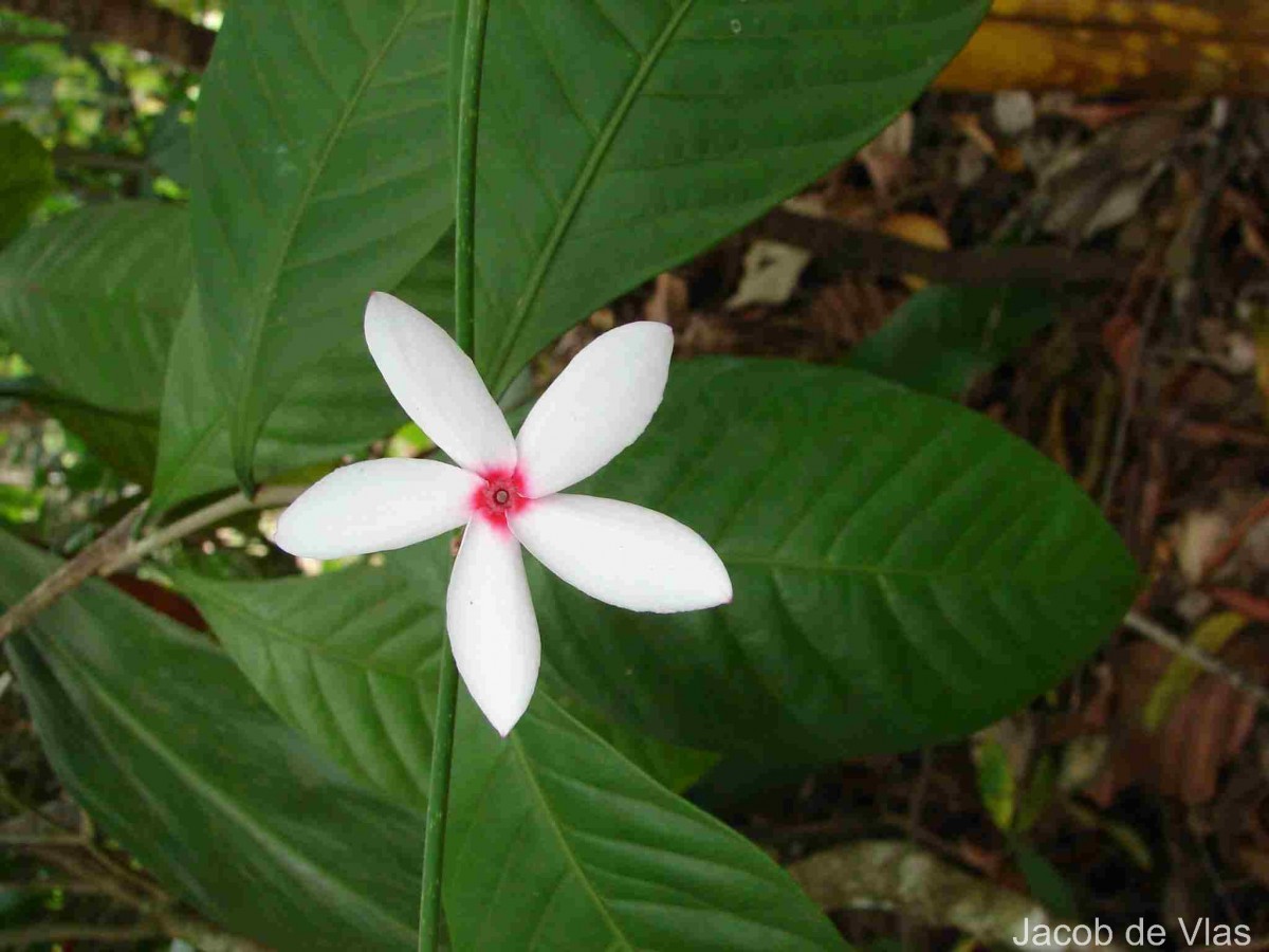 Kopsia fruticosa (Roxb.) A.DC.